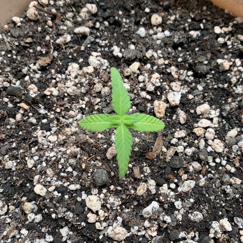 Og Kush Bonsai (anã) 🇵🇰🇺🇸 growlog timeline photo