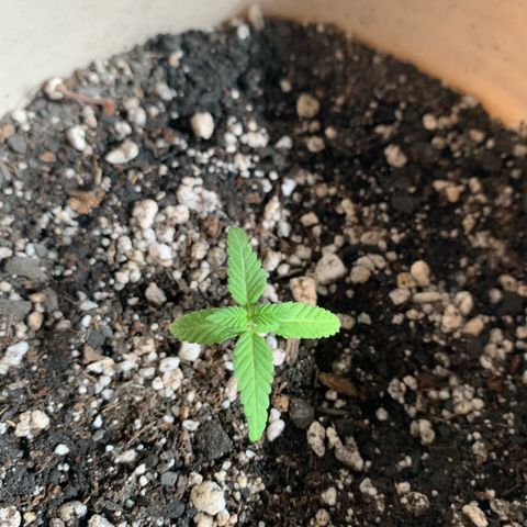 Og Kush Bonsai (anã) 🇵🇰🇺🇸 growlog timeline photo