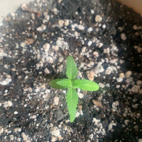 Og Kush Bonsai (anã) 🇵🇰🇺🇸 growlog timeline photo