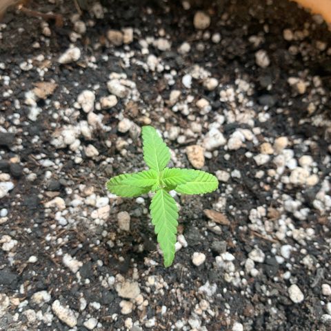 Og Kush Bonsai (anã) 🇵🇰🇺🇸 growlog timeline photo