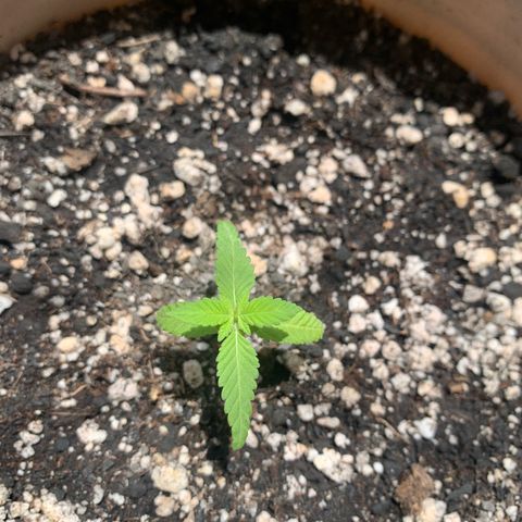 Og Kush Bonsai (anã) 🇵🇰🇺🇸 growlog timeline photo