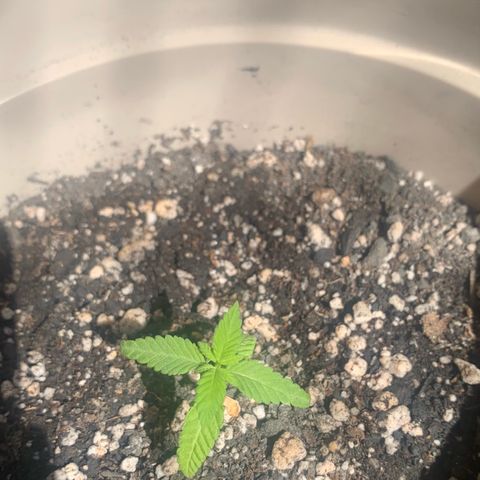 Og Kush Bonsai (anã) 🇵🇰🇺🇸 growlog timeline photo