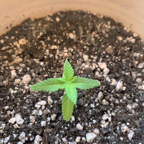 Og Kush Bonsai (anã) 🇵🇰🇺🇸 growlog timeline photo
