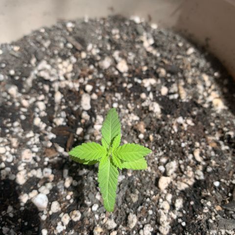 Og Kush Bonsai (anã) 🇵🇰🇺🇸 growlog timeline photo