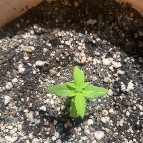 Og Kush Bonsai (anã) 🇵🇰🇺🇸 growlog timeline photo