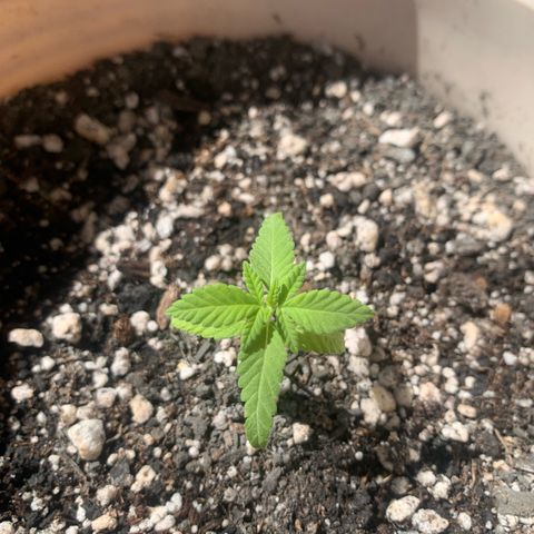 Og Kush Bonsai (anã) 🇵🇰🇺🇸 growlog timeline photo