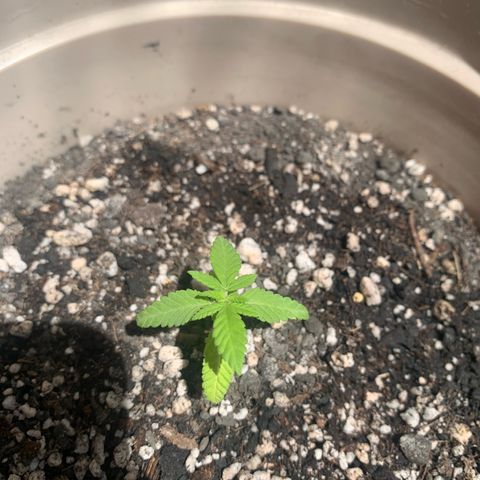 Og Kush Bonsai (anã) 🇵🇰🇺🇸 growlog timeline photo