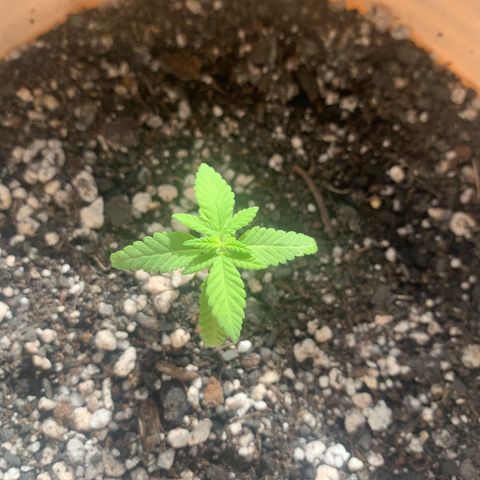 Og Kush Bonsai (anã) 🇵🇰🇺🇸 growlog timeline photo