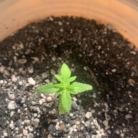 Og Kush Bonsai (anã) 🇵🇰🇺🇸 growlog timeline photo
