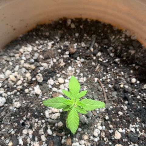 Og Kush Bonsai (anã) 🇵🇰🇺🇸 growlog timeline photo