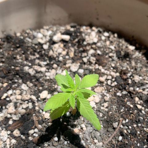 Og Kush Bonsai (anã) 🇵🇰🇺🇸 growlog timeline photo
