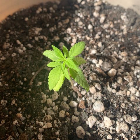 Og Kush Bonsai (anã) 🇵🇰🇺🇸 growlog timeline photo