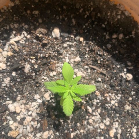 Og Kush Bonsai (anã) 🇵🇰🇺🇸 growlog timeline photo