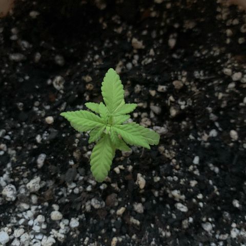 Og Kush Bonsai (anã) 🇵🇰🇺🇸 growlog timeline photo