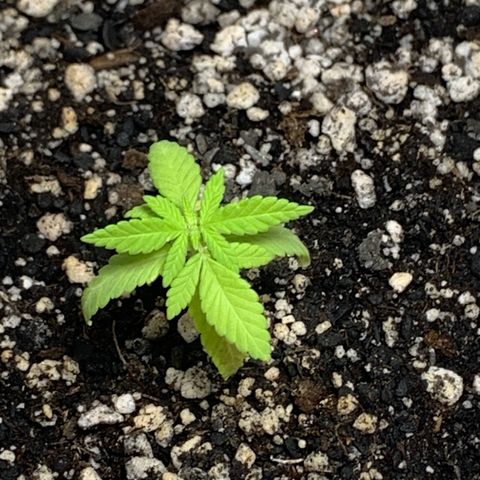 Og Kush Bonsai (anã) 🇵🇰🇺🇸 growlog timeline photo