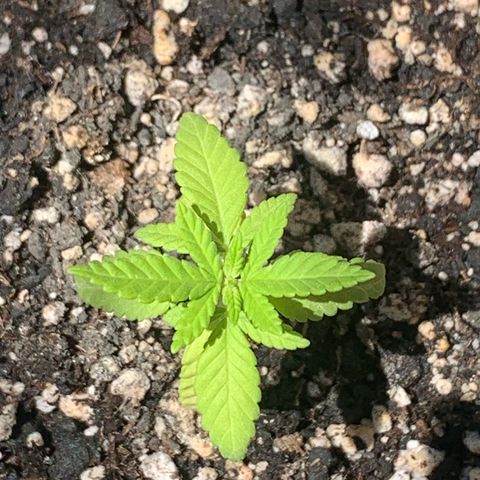 Og Kush Bonsai (anã) 🇵🇰🇺🇸 growlog timeline photo