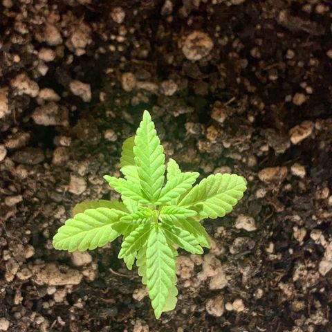 Og Kush Bonsai (anã) 🇵🇰🇺🇸 growlog timeline photo