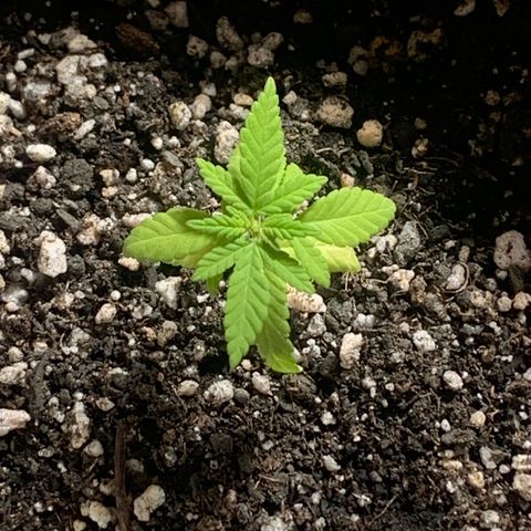 Og Kush Bonsai (anã) 🇵🇰🇺🇸 growlog timeline photo