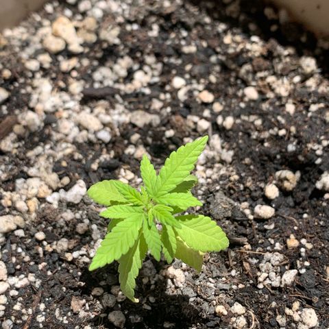 Og Kush Bonsai (anã) 🇵🇰🇺🇸 growlog timeline photo