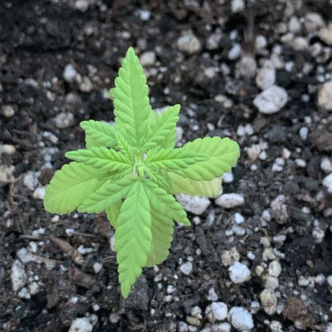 Og Kush Bonsai (anã) 🇵🇰🇺🇸 growlog photo: Primeiros sinais de pistilos