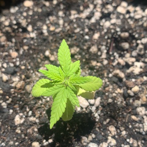 Og Kush Bonsai (anã) 🇵🇰🇺🇸 growlog timeline photo