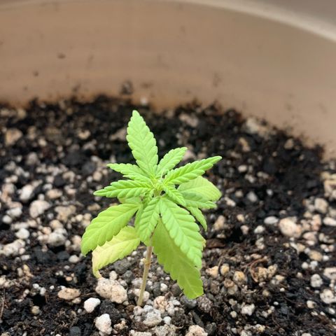Og Kush Bonsai (anã) 🇵🇰🇺🇸 growlog timeline photo