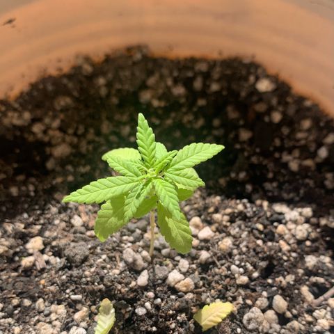 Og Kush Bonsai (anã) 🇵🇰🇺🇸 growlog timeline photo