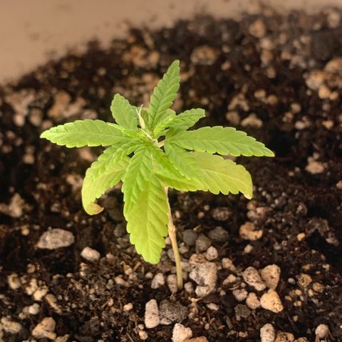 Og Kush Bonsai (anã) 🇵🇰🇺🇸 growlog timeline photo