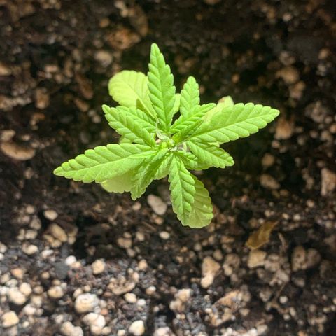 Og Kush Bonsai (anã) 🇵🇰🇺🇸 growlog timeline photo