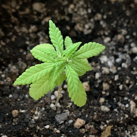 Og Kush Bonsai (anã) 🇵🇰🇺🇸 growlog timeline photo