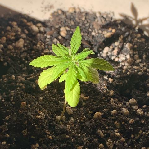 Og Kush Bonsai (anã) 🇵🇰🇺🇸 growlog timeline photo