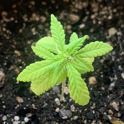 Og Kush Bonsai (anã) 🇵🇰🇺🇸 growlog timeline photo