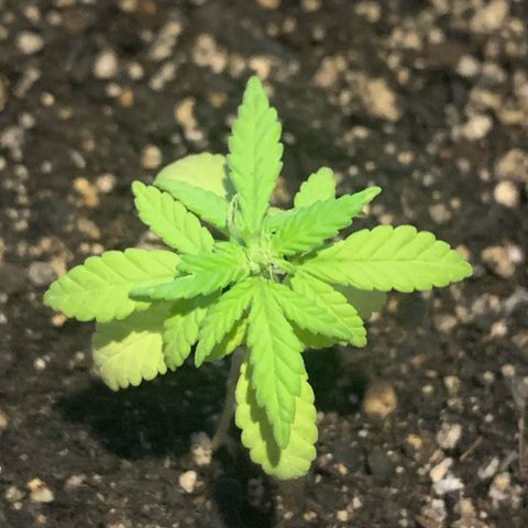 Og Kush Bonsai (anã) 🇵🇰🇺🇸 growlog timeline photo
