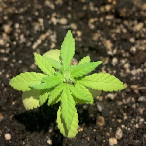 Og Kush Bonsai (anã) 🇵🇰🇺🇸 growlog timeline photo