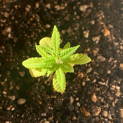 Og Kush Bonsai (anã) 🇵🇰🇺🇸 growlog timeline photo