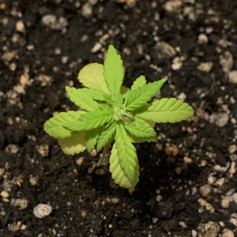 Og Kush Bonsai (anã) 🇵🇰🇺🇸 growlog timeline photo