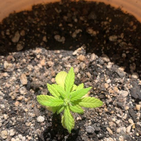 Og Kush Bonsai (anã) 🇵🇰🇺🇸 growlog timeline photo
