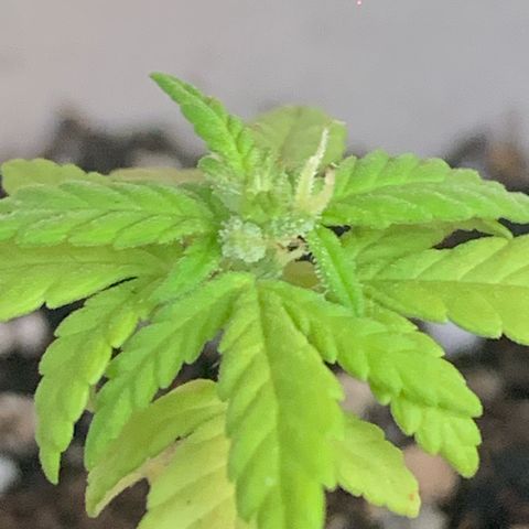 Og Kush Bonsai (anã) 🇵🇰🇺🇸 growlog timeline photo