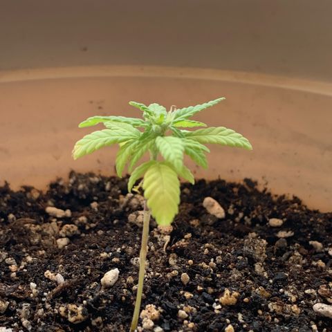 Og Kush Bonsai (anã) 🇵🇰🇺🇸 growlog timeline photo