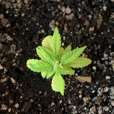Og Kush Bonsai (anã) 🇵🇰🇺🇸 growlog timeline photo