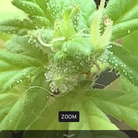 Og Kush Bonsai (anã) 🇵🇰🇺🇸 growlog photo: Pré-flora 