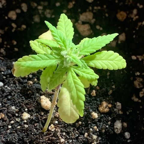 Og Kush Bonsai (anã) 🇵🇰🇺🇸 growlog timeline photo
