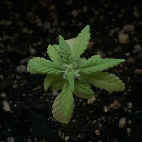 Og Kush Bonsai (anã) 🇵🇰🇺🇸 growlog timeline photo