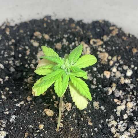 Og Kush Bonsai (anã) 🇵🇰🇺🇸 growlog timeline photo