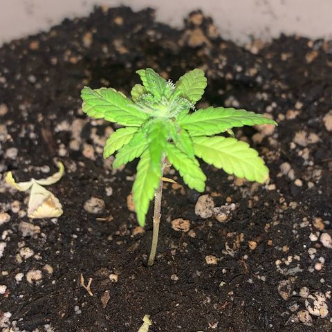 Og Kush Bonsai (anã) 🇵🇰🇺🇸 growlog photo: Início real da flora