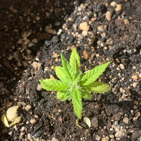 Og Kush Bonsai (anã) 🇵🇰🇺🇸 growlog timeline photo