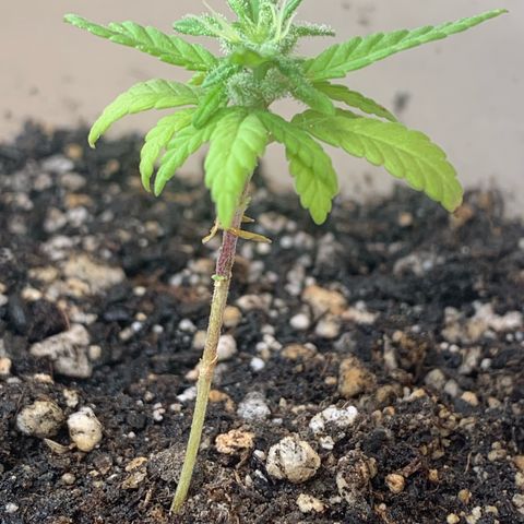 Og Kush Bonsai (anã) 🇵🇰🇺🇸 growlog timeline photo