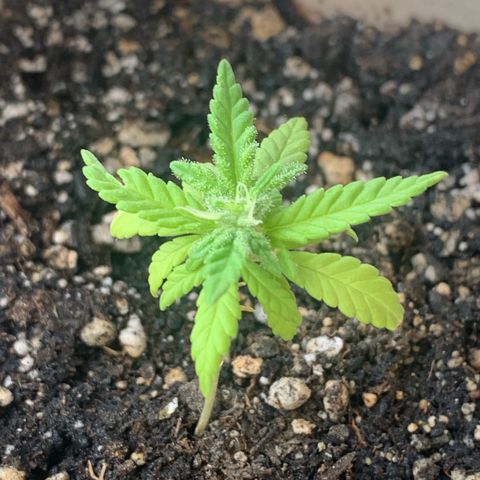 Og Kush Bonsai (anã) 🇵🇰🇺🇸 growlog timeline photo