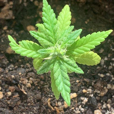 Og Kush Bonsai (anã) 🇵🇰🇺🇸 growlog photo: Estirão e produção mais intensa de resina