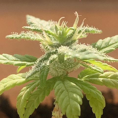 Og Kush Bonsai (anã) 🇵🇰🇺🇸 growlog photo: Estirão e produção mais intensa de resina